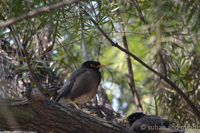 common myna 1